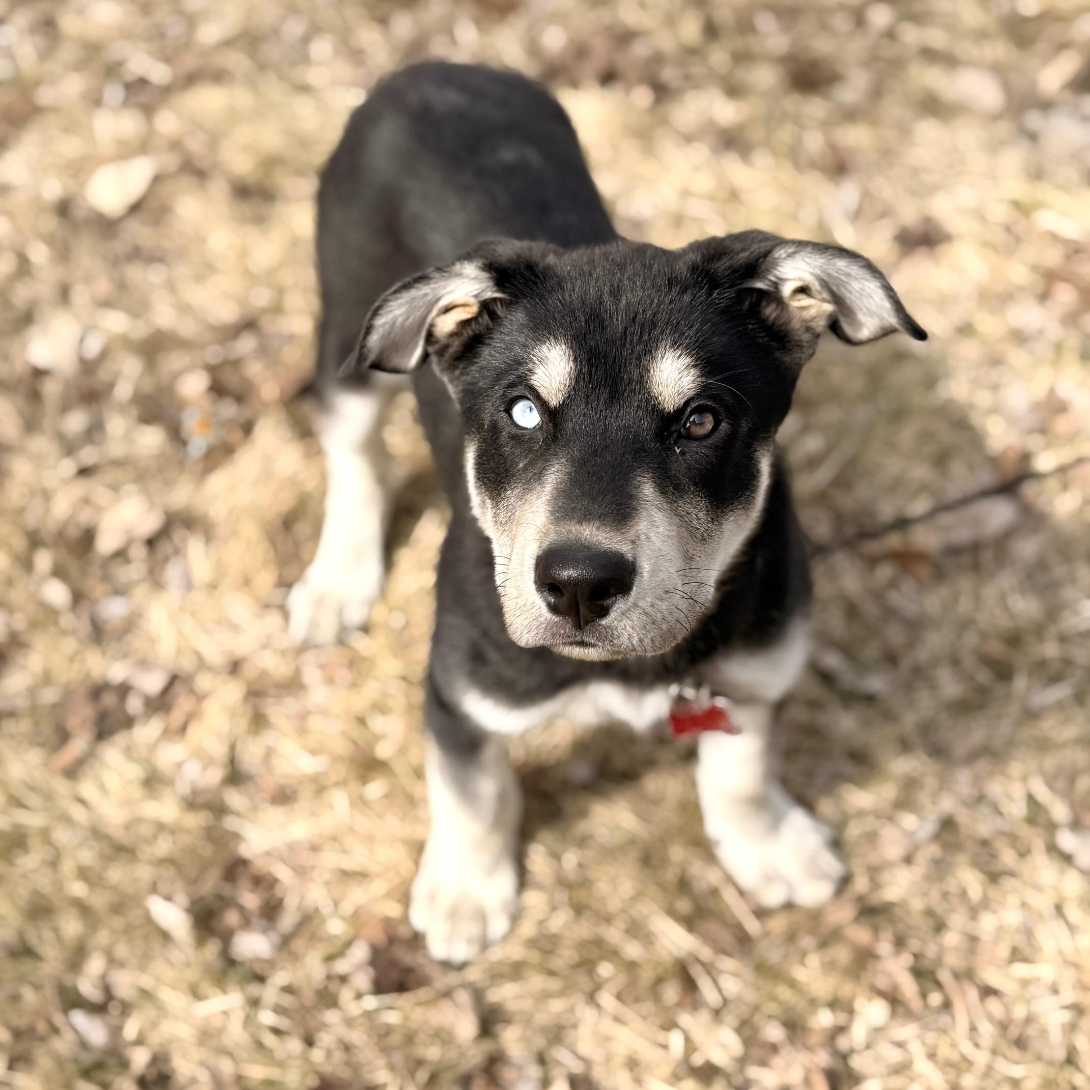 Enlarge Alexander Hamilton, a ADOPTABLE mixed breed in Prior Lake, MN image 5/6
