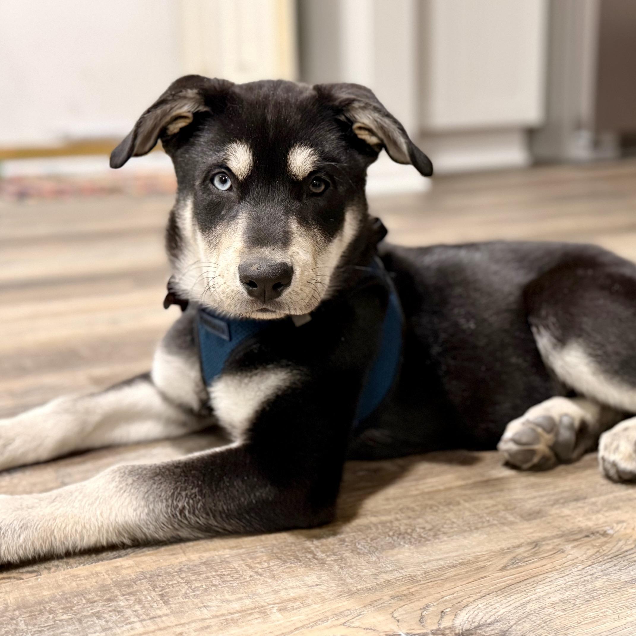 Enlarge Alexander Hamilton, a ADOPTABLE mixed breed in Prior Lake, MN image 1/6
