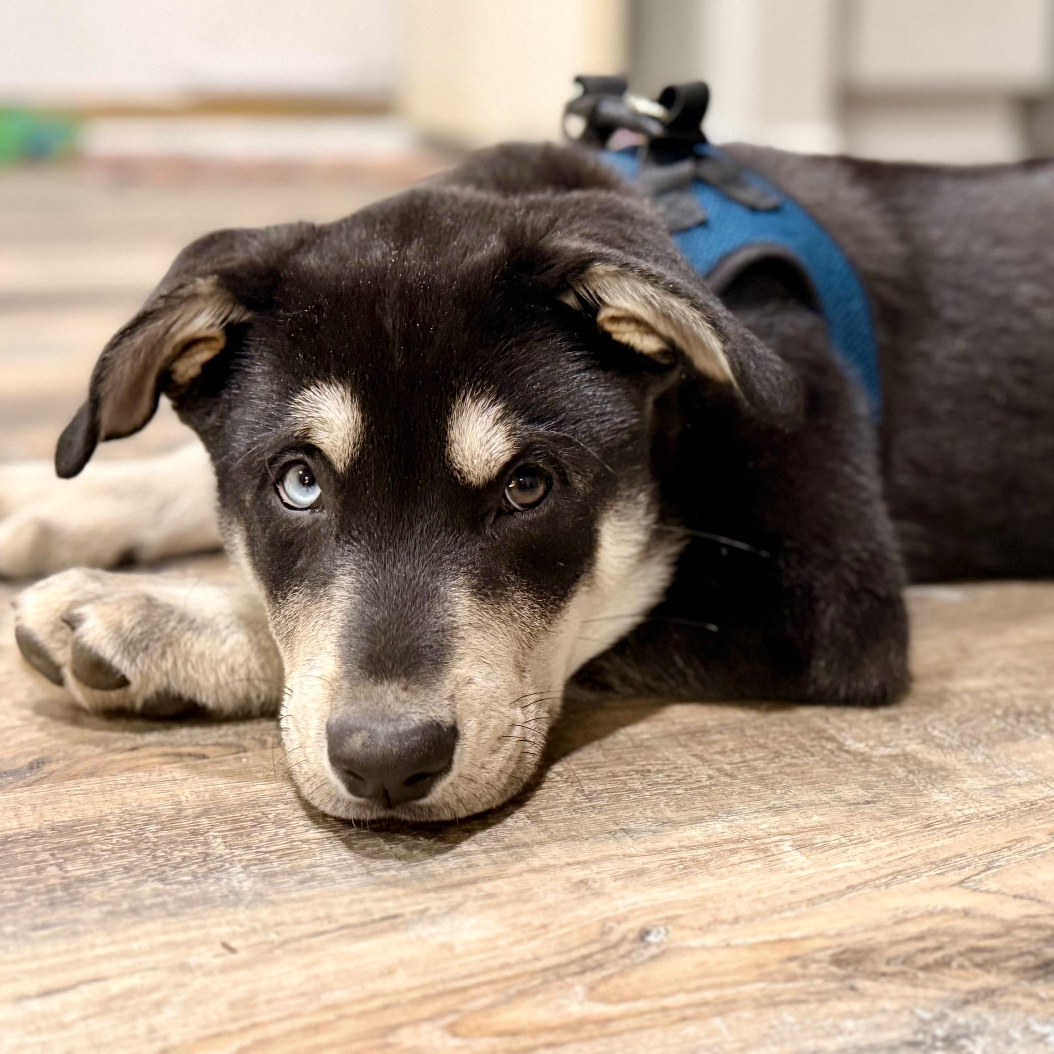 Enlarge Alexander Hamilton, a ADOPTABLE mixed breed in Prior Lake, MN image 2/6