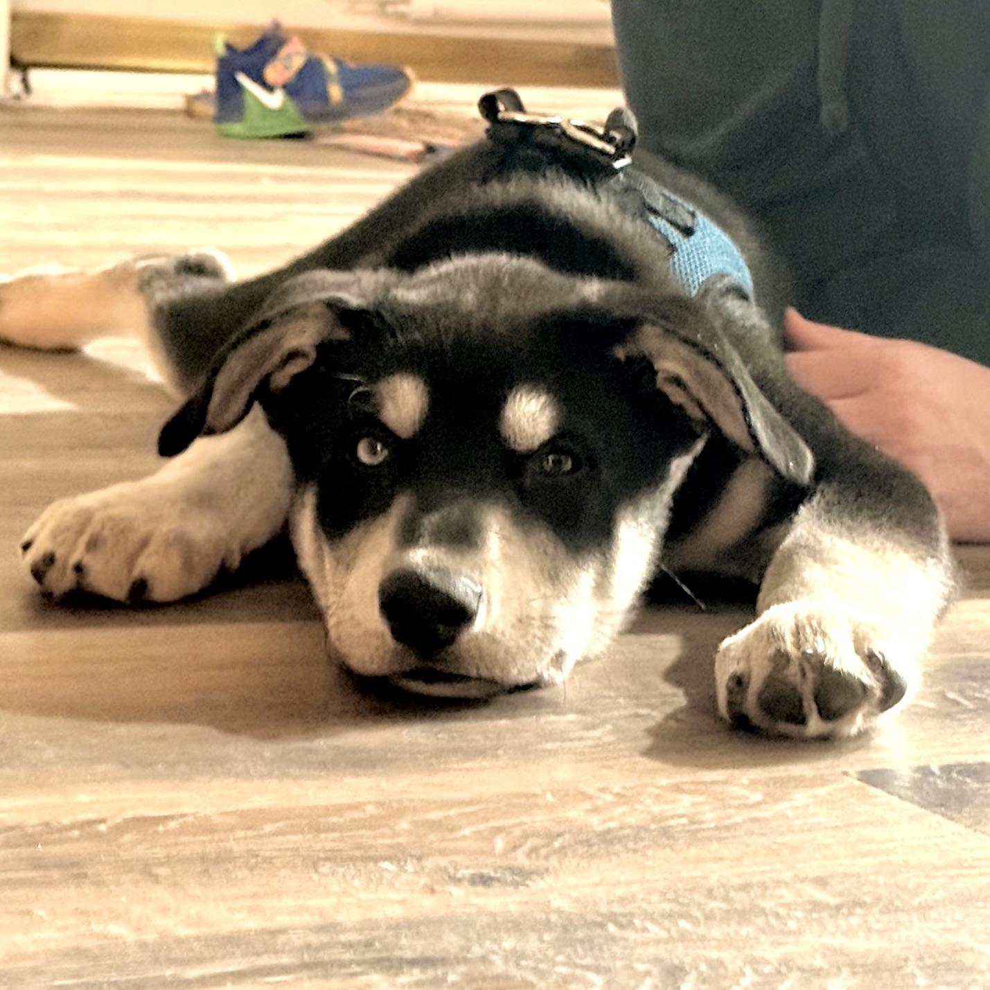 Enlarge Alexander Hamilton, a ADOPTABLE mixed breed in Prior Lake, MN image 6/6