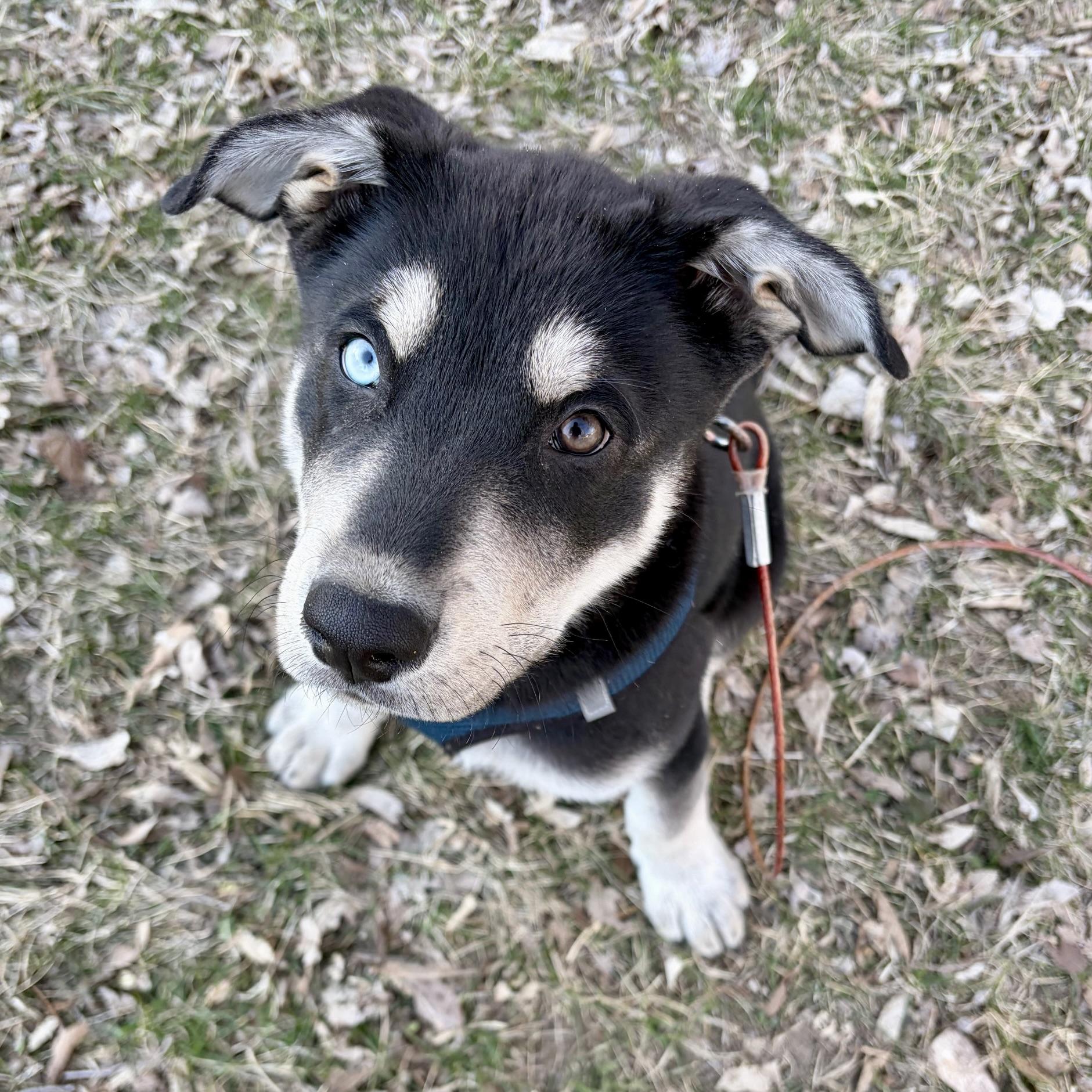 Enlarge Alexander Hamilton, a ADOPTABLE mixed breed in Prior Lake, MN image 3/6