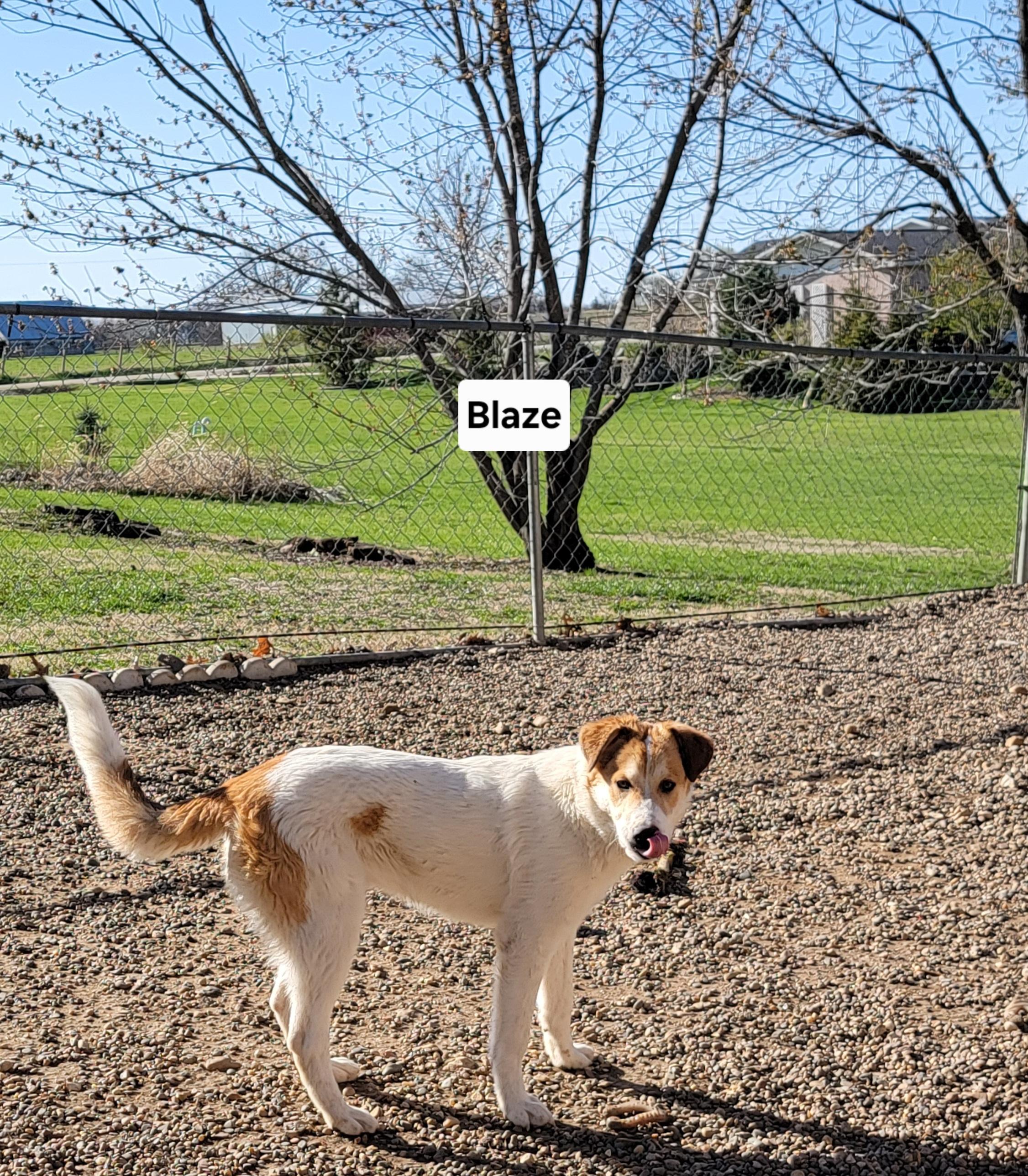Blaze photo 2