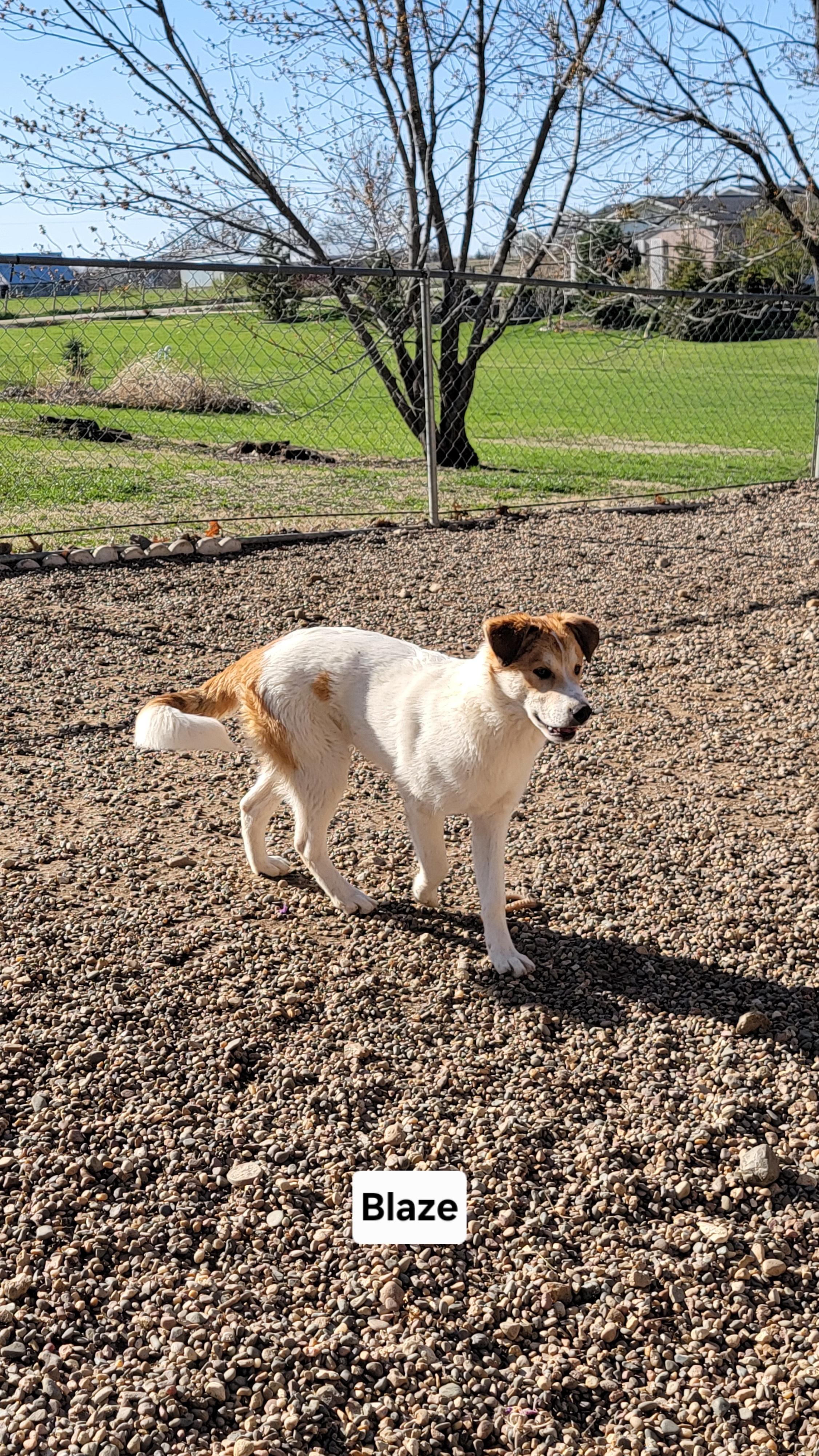 Blaze photo 5