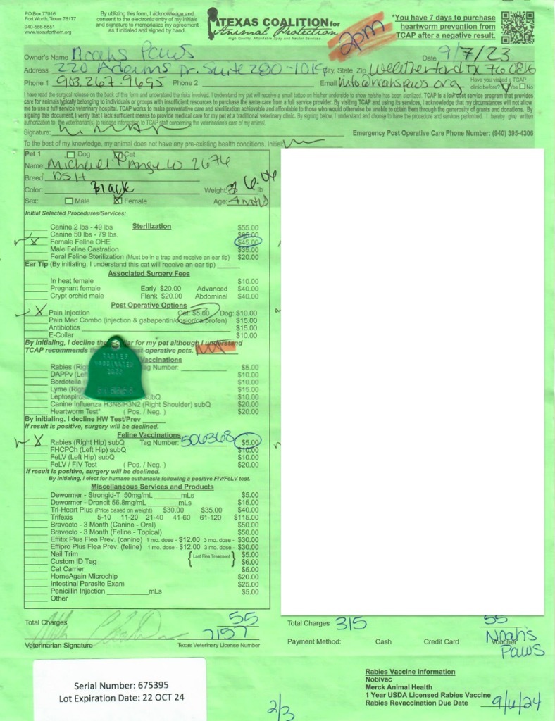 Michaela-ngelo, an adoptable Domestic Short Hair in Richland Hills, TX, 76180 | Photo Image 3