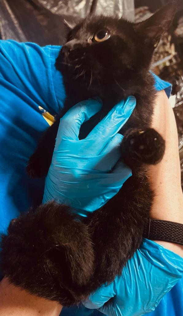 Michaela-ngelo, Adoptable, Adult Female Domestic Short Hair.