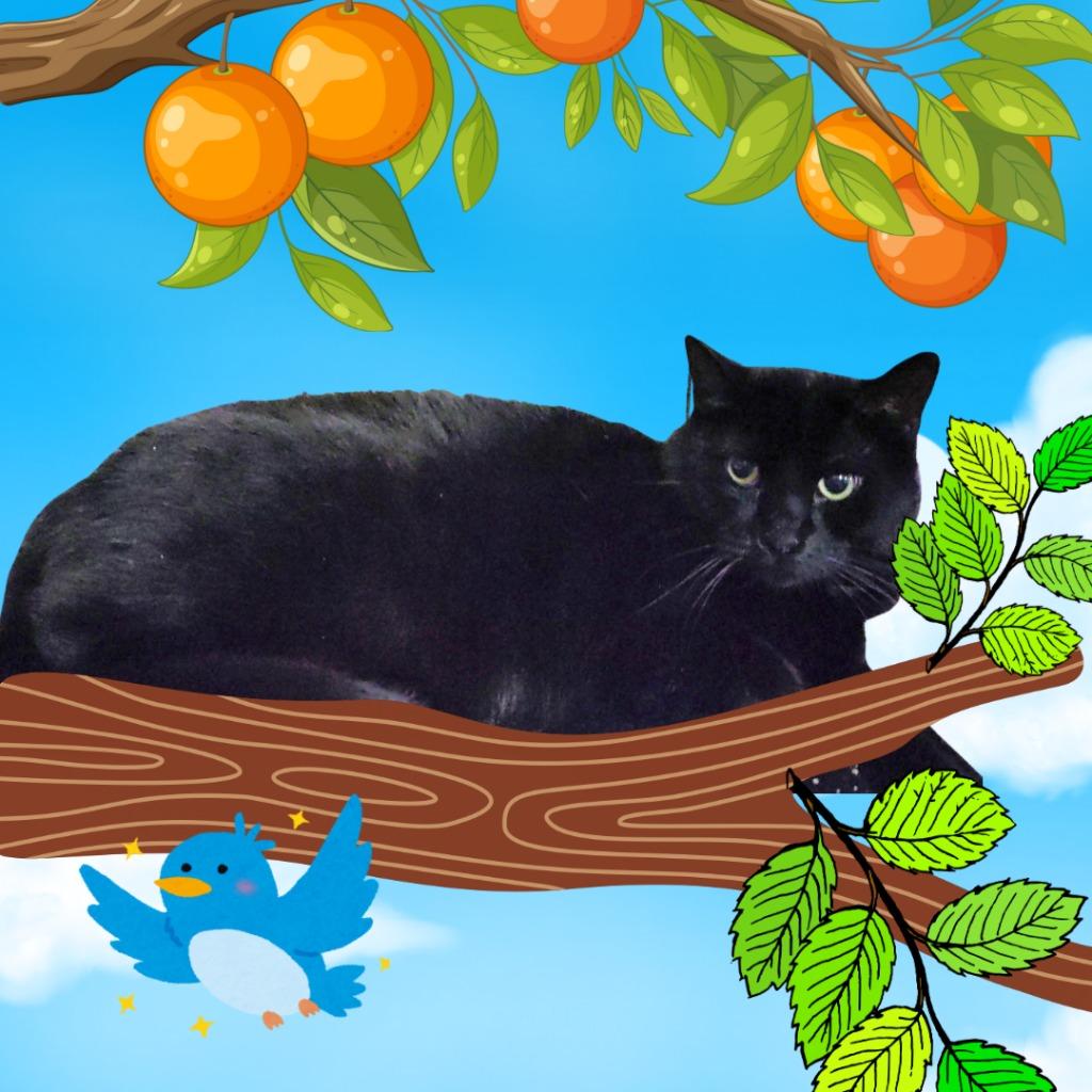 Enlarge Michaela-ngelo, a Adoptable mixed breed in Richland Hills, TX image 2/2