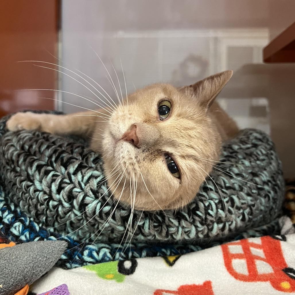 Milo, Adoptable, Senior Male Domestic Short Hair.