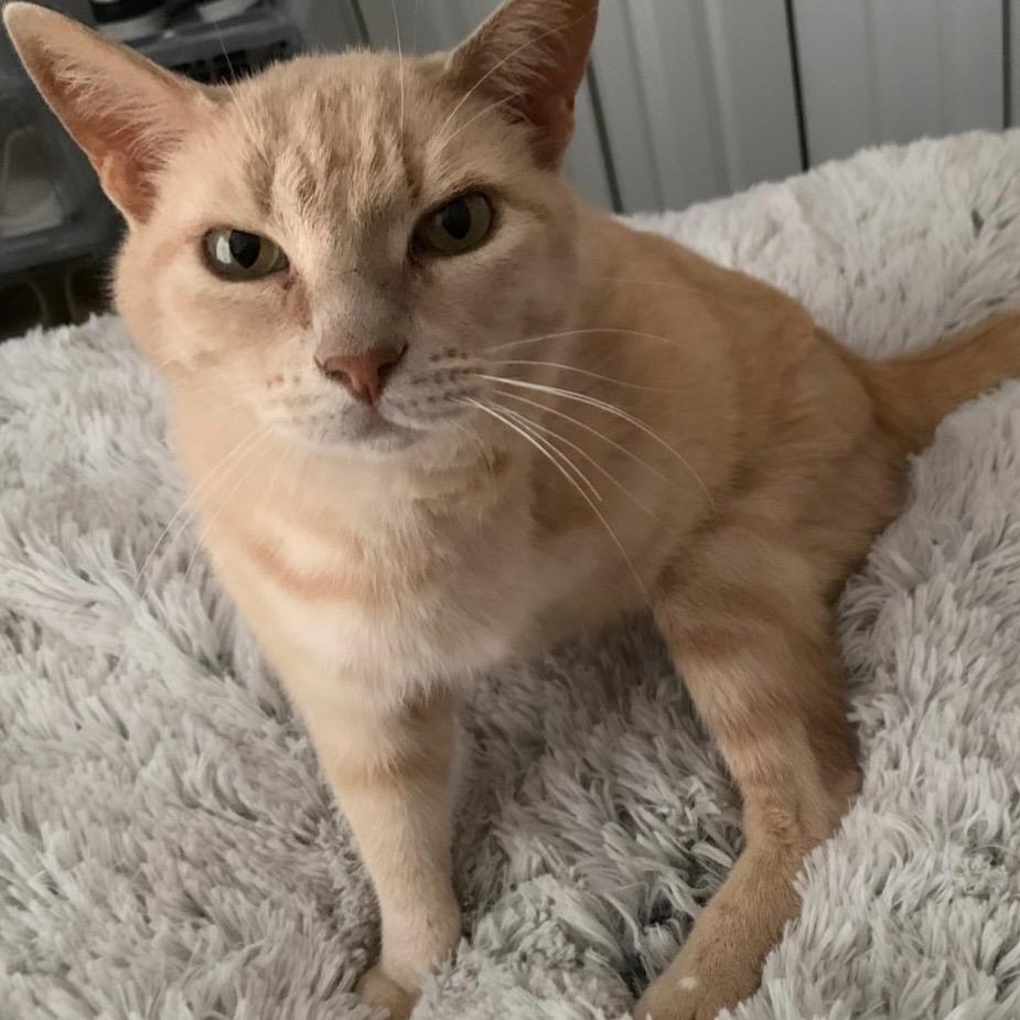 Enlarge Milo, a Adoptable Domestic Short Hair in Morgan Hill, CA image 2/3