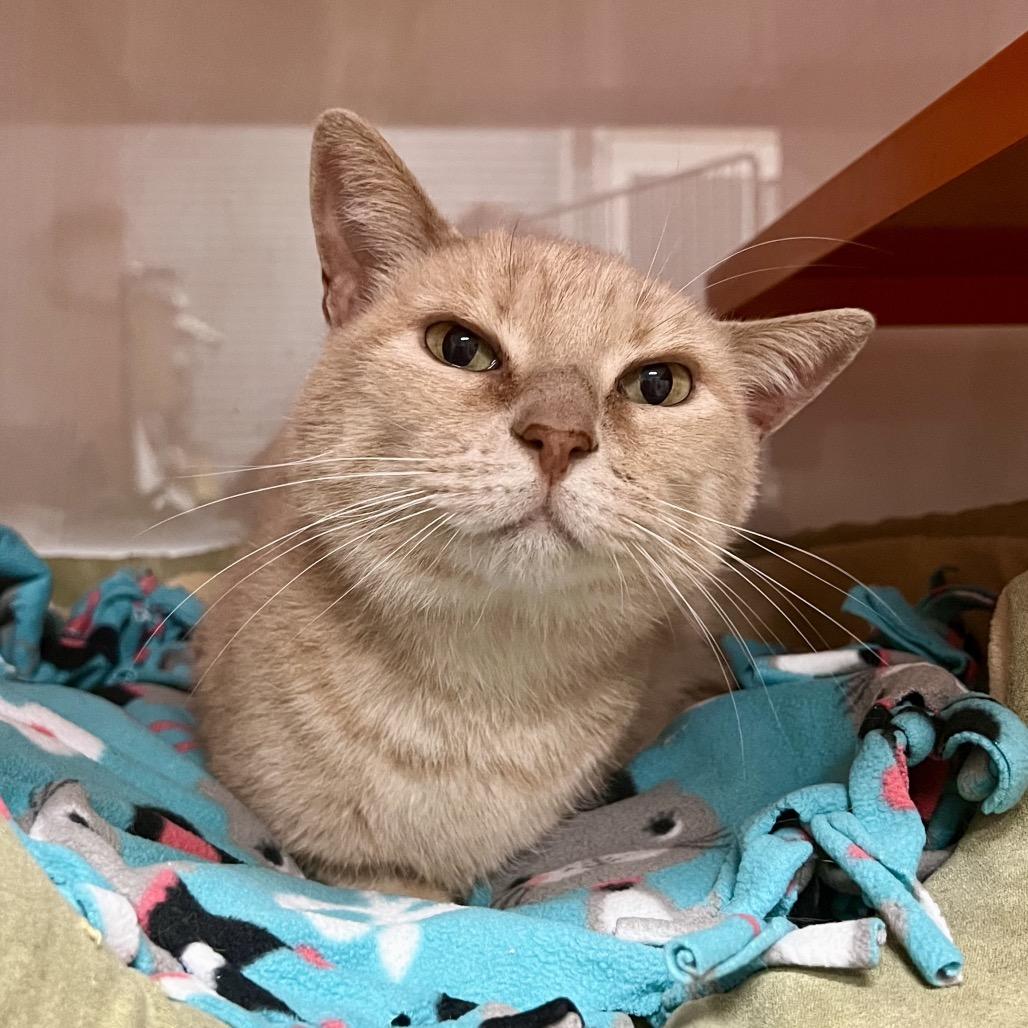 Enlarge Milo, a Adoptable Domestic Short Hair in Morgan Hill, CA image 3/3