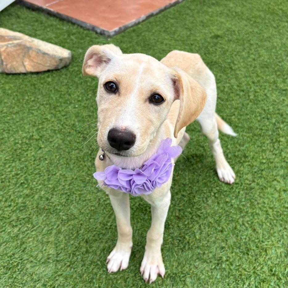 Carolina — thumbnail 3