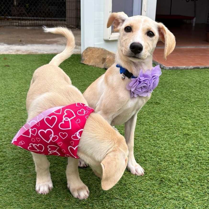 Carolina — thumbnail 4