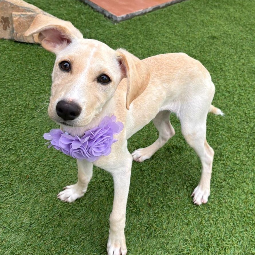 Carolina — thumbnail 5