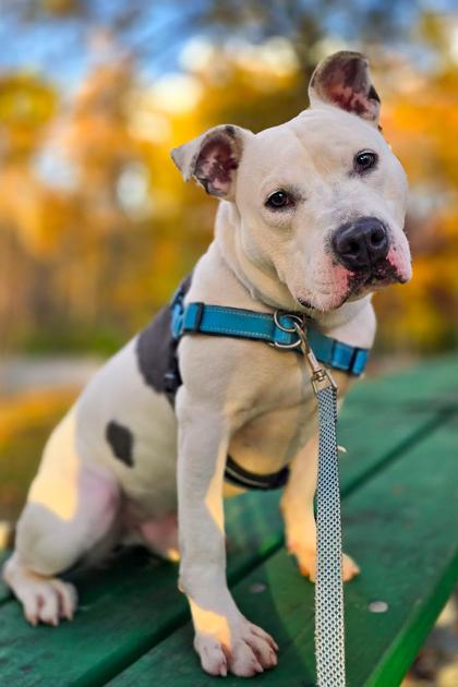 Troy Bolton thumbnail 3