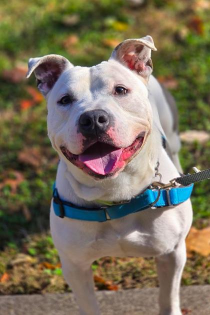 Troy Bolton thumbnail 4