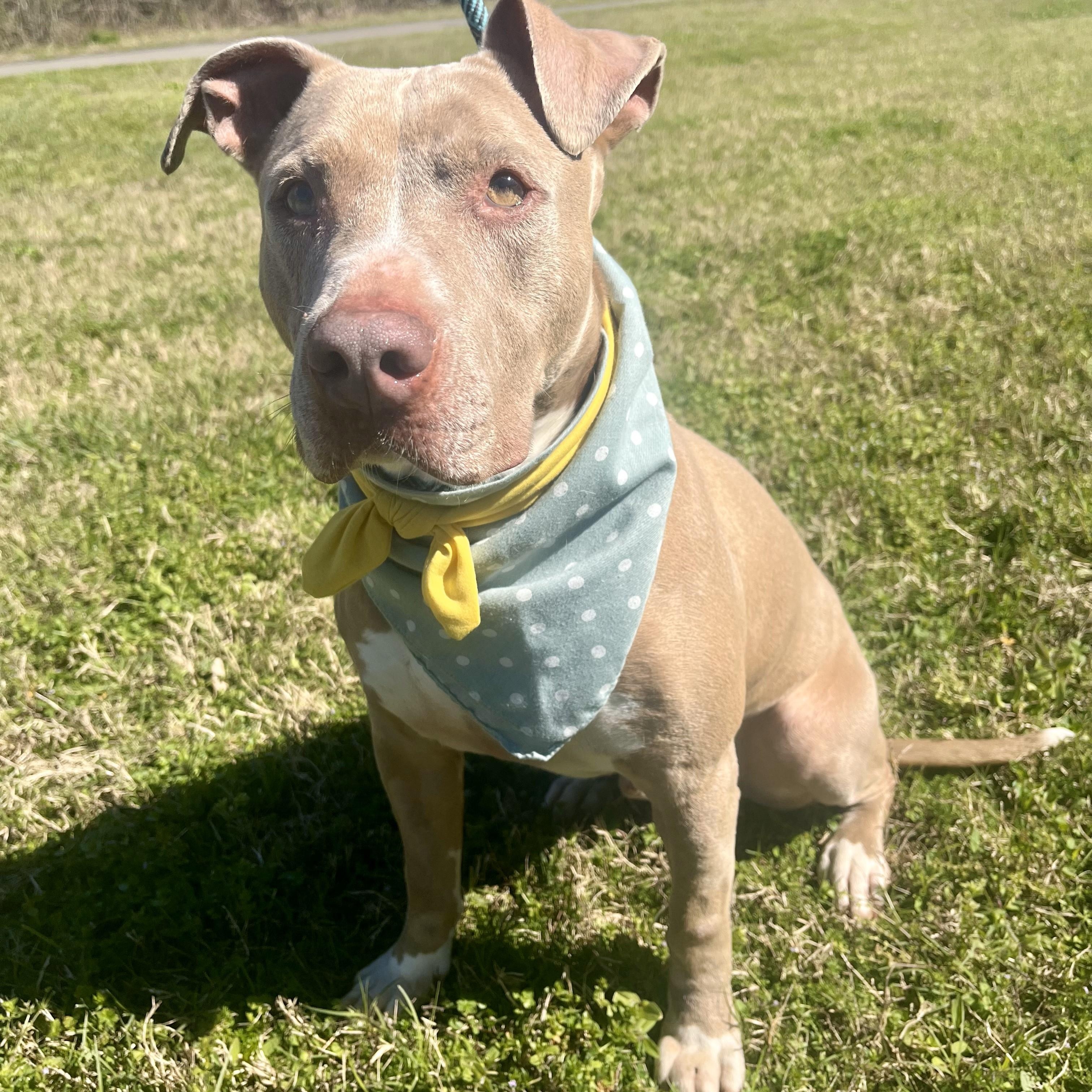 Enlarge Daiquiri, a Adoptable American Staffordshire Terrier in Arlington , WA image 1/6
