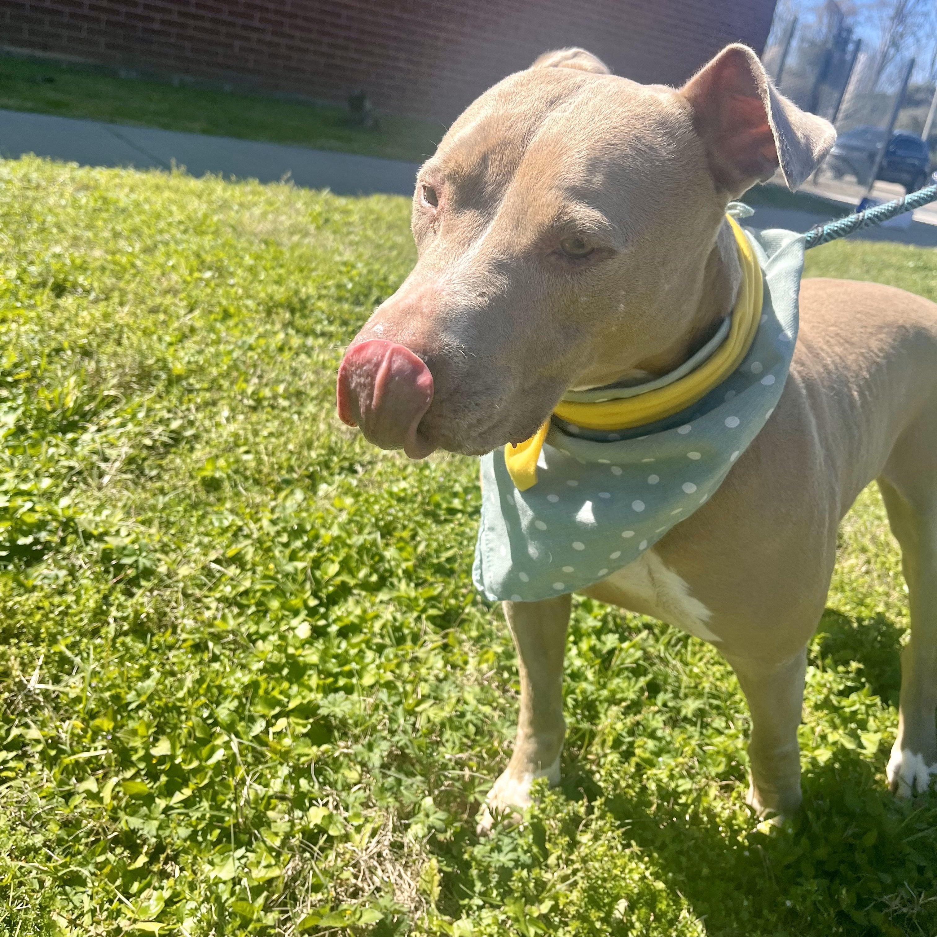 Enlarge Daiquiri, a Adoptable American Staffordshire Terrier in Arlington , WA image 6/6