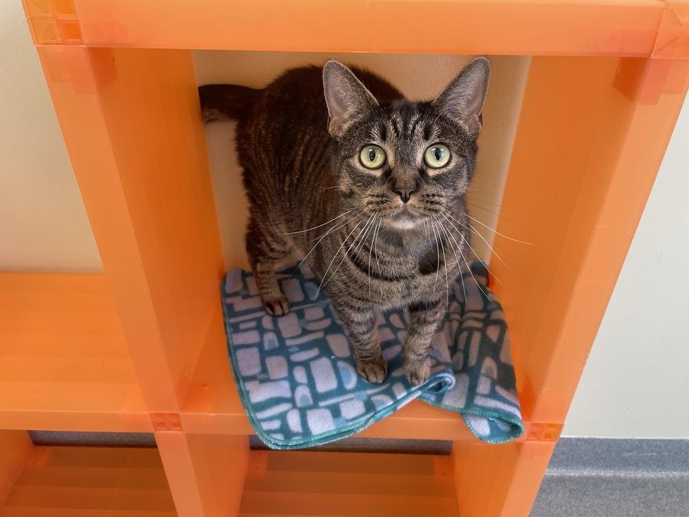 Spice, Adoptable, Adult Female Domestic Short Hair.