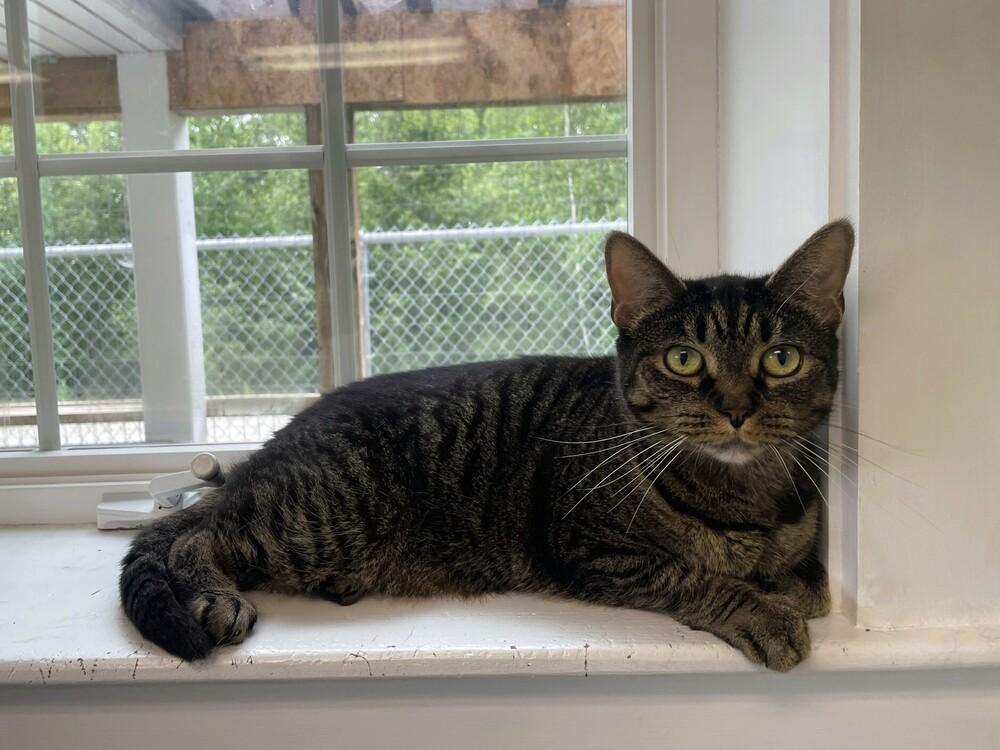 Spice, a Adoptable Domestic Short Hair in Trenton, ME image 2/6