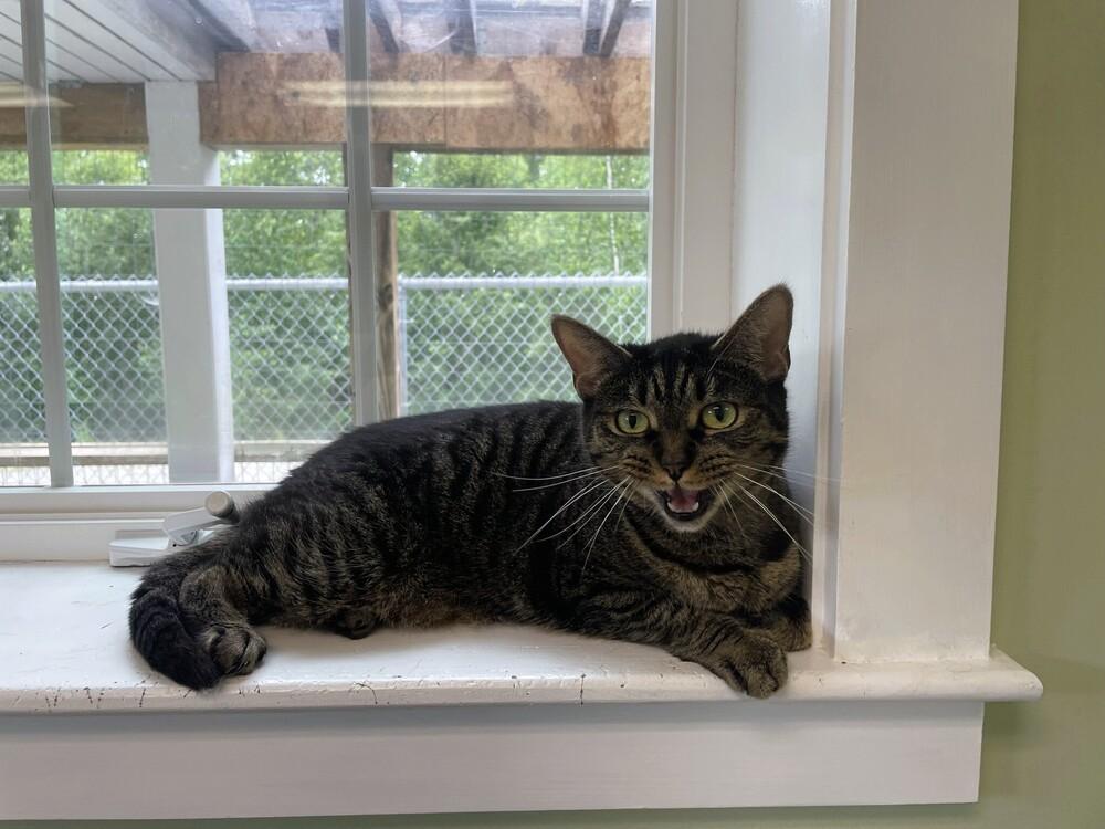 Spice, a Adoptable Domestic Short Hair in Trenton, ME image 3/6