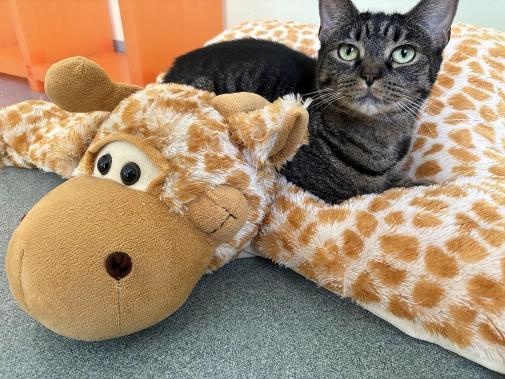Spice, a Adoptable Domestic Short Hair in Trenton, ME image 4/6