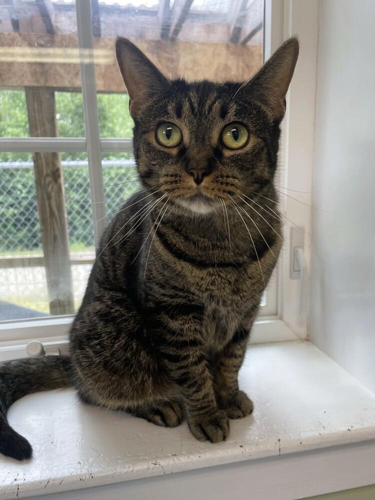 Spice, a Adoptable Domestic Short Hair in Trenton, ME image 5/6