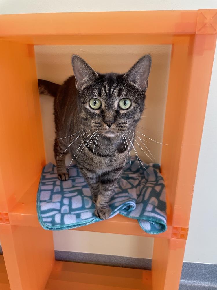 Spice, a Adoptable Domestic Short Hair in Trenton, ME image 6/6