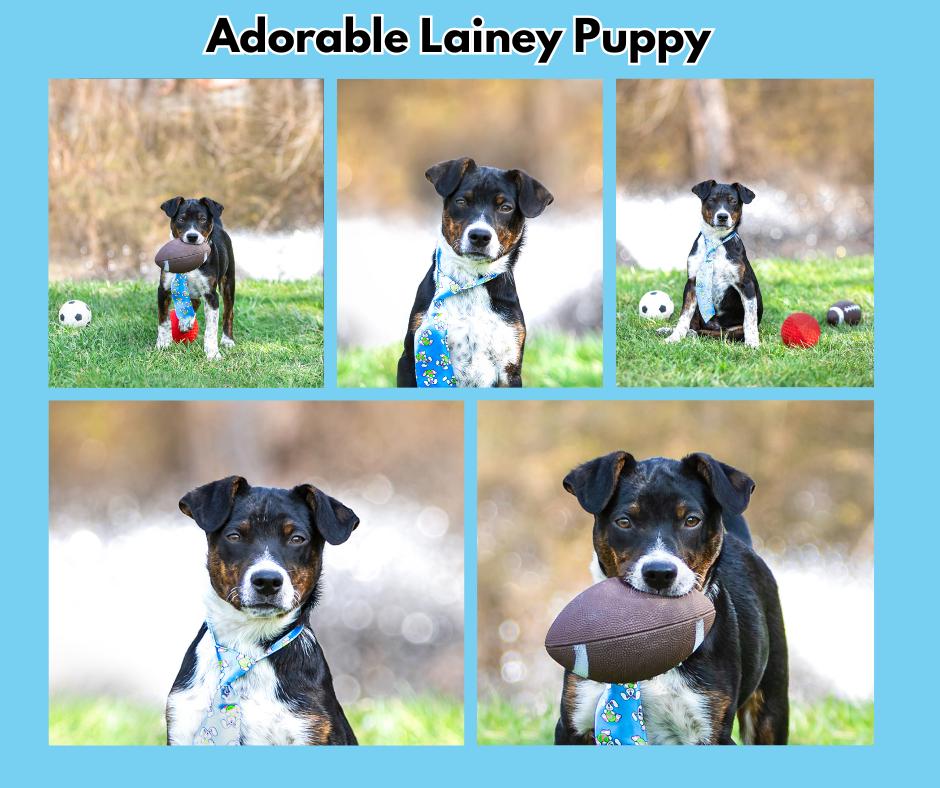 Lainey Puppy Boy, Adoptable, Young Male Hound & Cattle Dog.