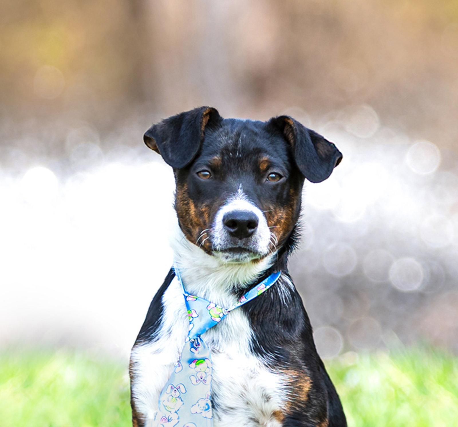 Lainey Pups Boy, Adoptable, Young Male Hound & Cattle Dog.