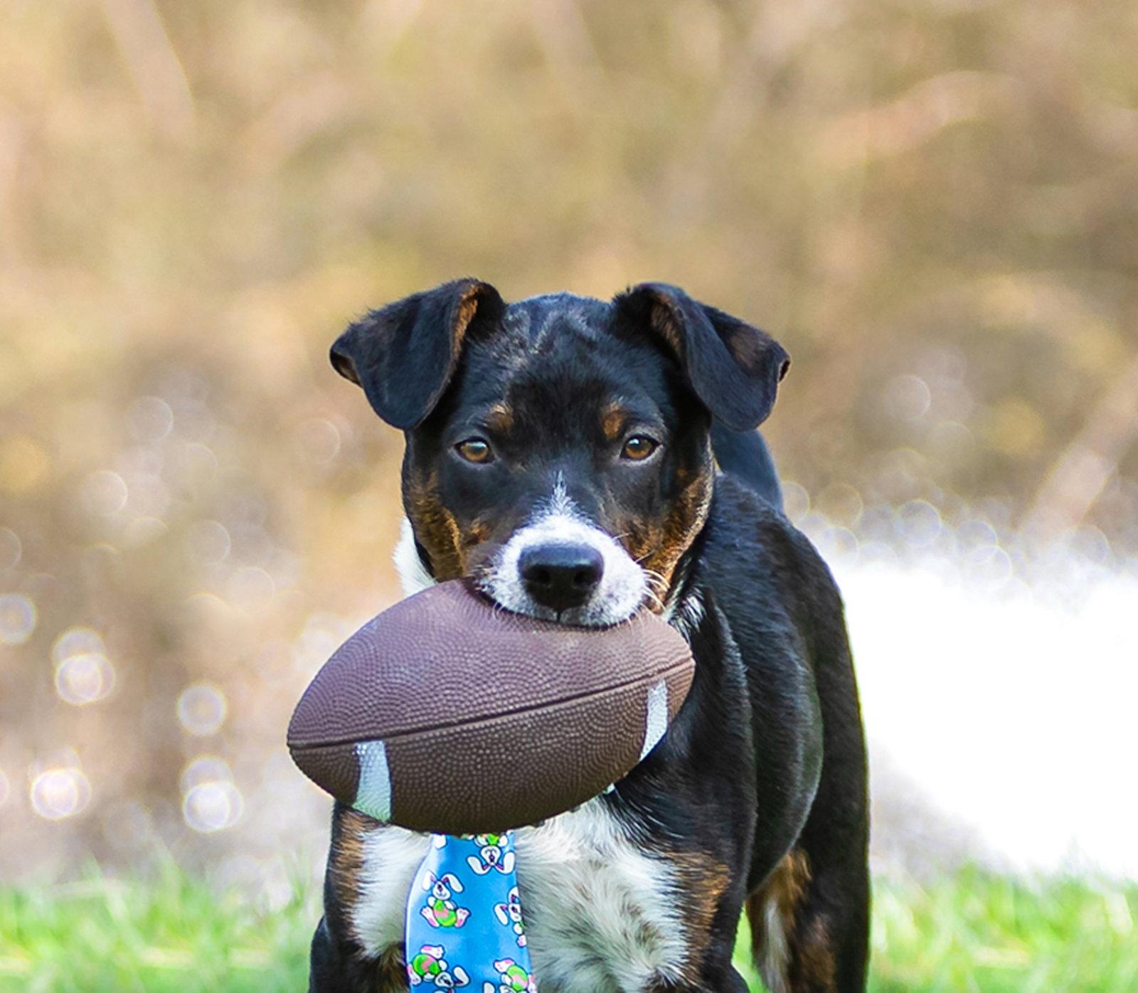 Enlarge Lainey Pups Boy, a Adoptable mixed breed in Coatesville, PA image 2/3