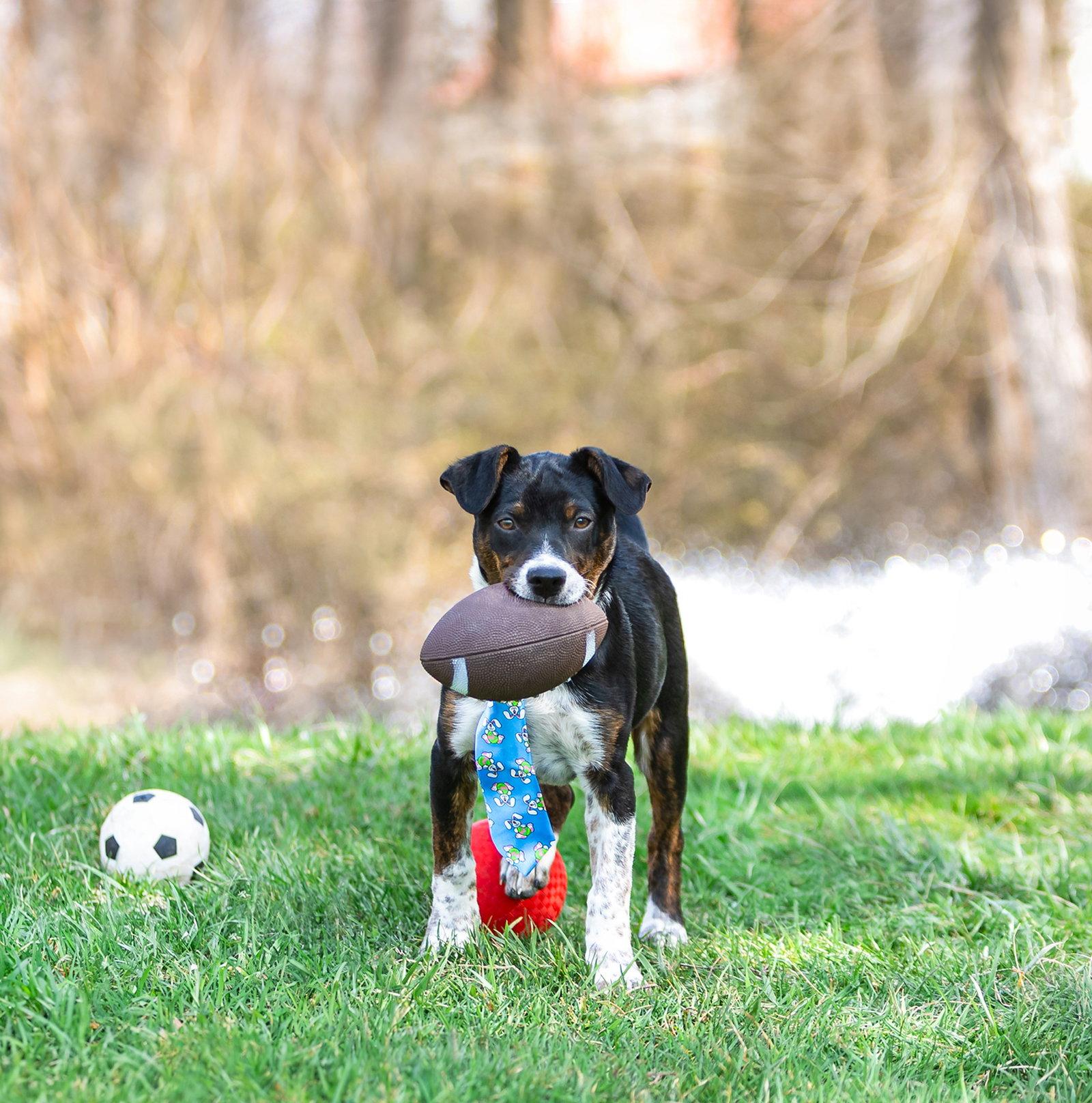 Enlarge Lainey Pups Boy, a Adoptable mixed breed in Coatesville, PA image 3/3