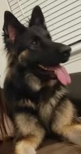 Rex