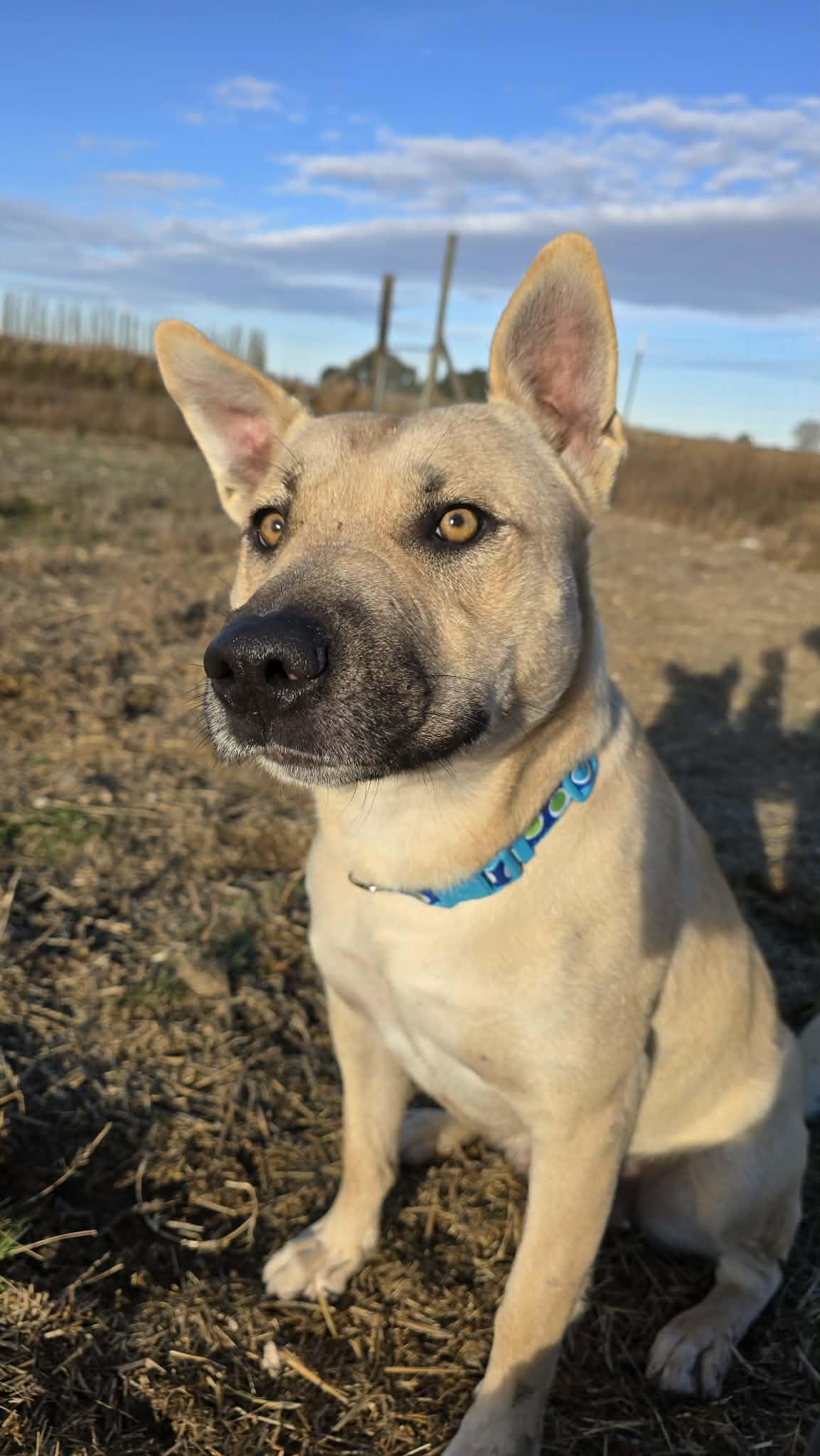 Katniss, Adoptable, Adult Female Mixed Breed.