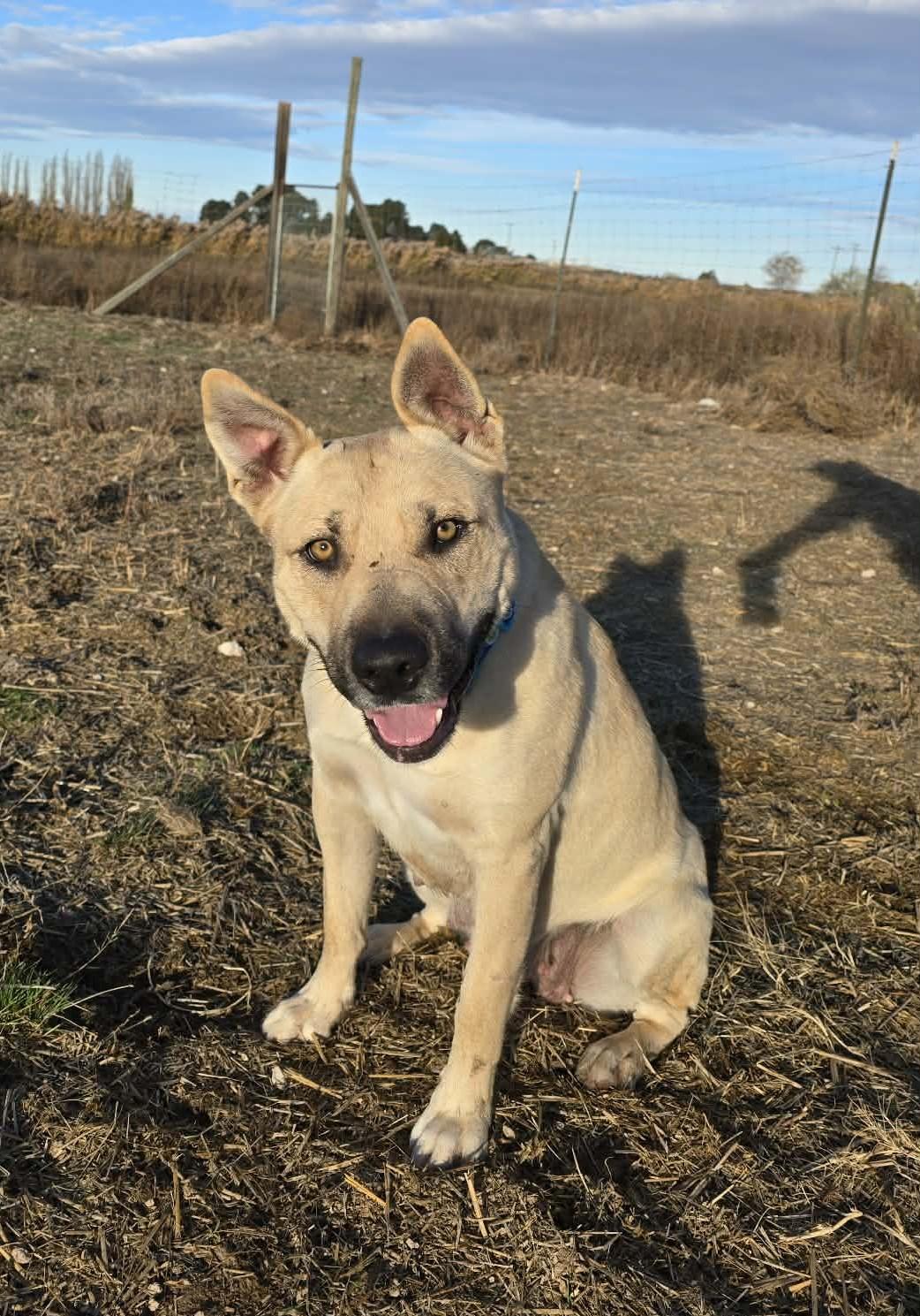 Katniss, Adoptable, Adult Female Mixed Breed.