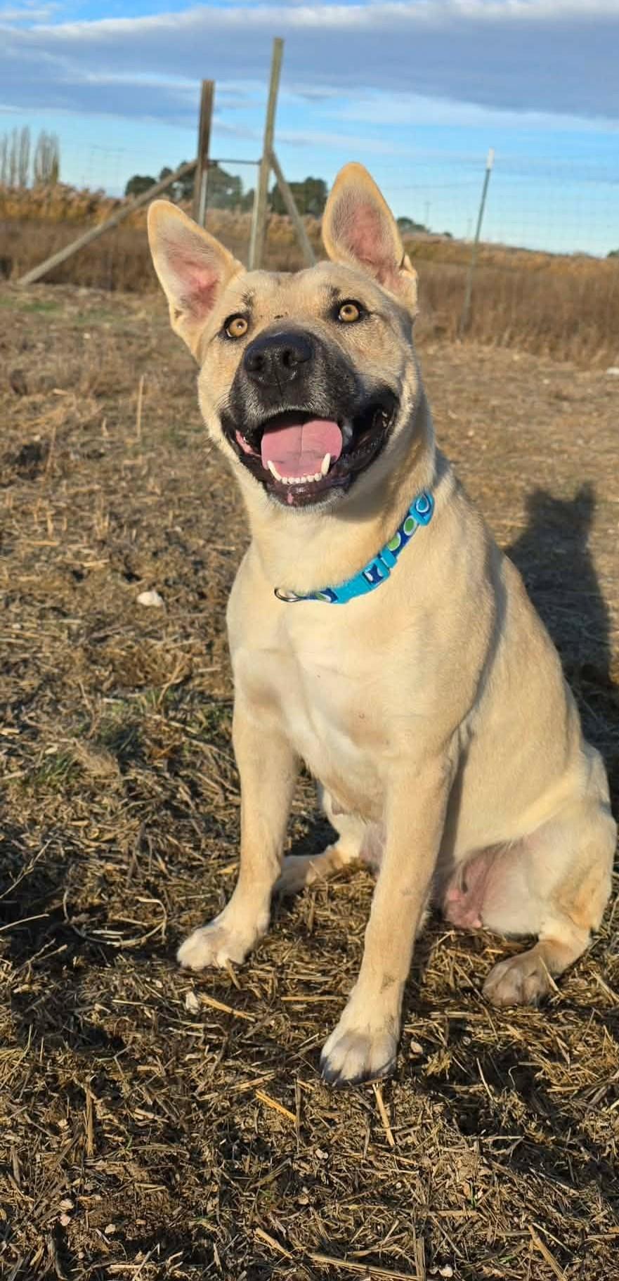 Katniss, a Adoptable mixed breed in Othello, WA image 3/3