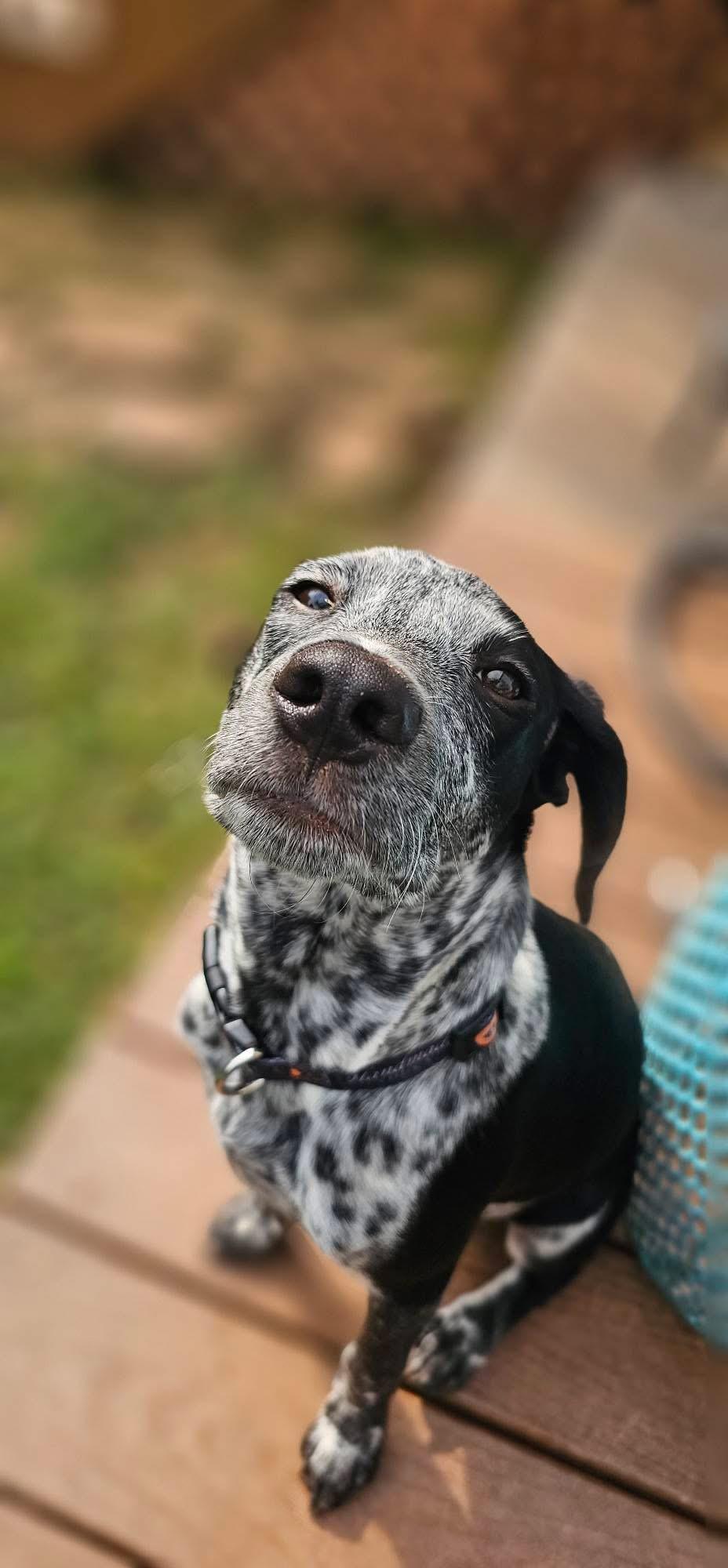 Enlarge Oakley, a Adoptable mixed breed in Warrenton, VA image 2/6