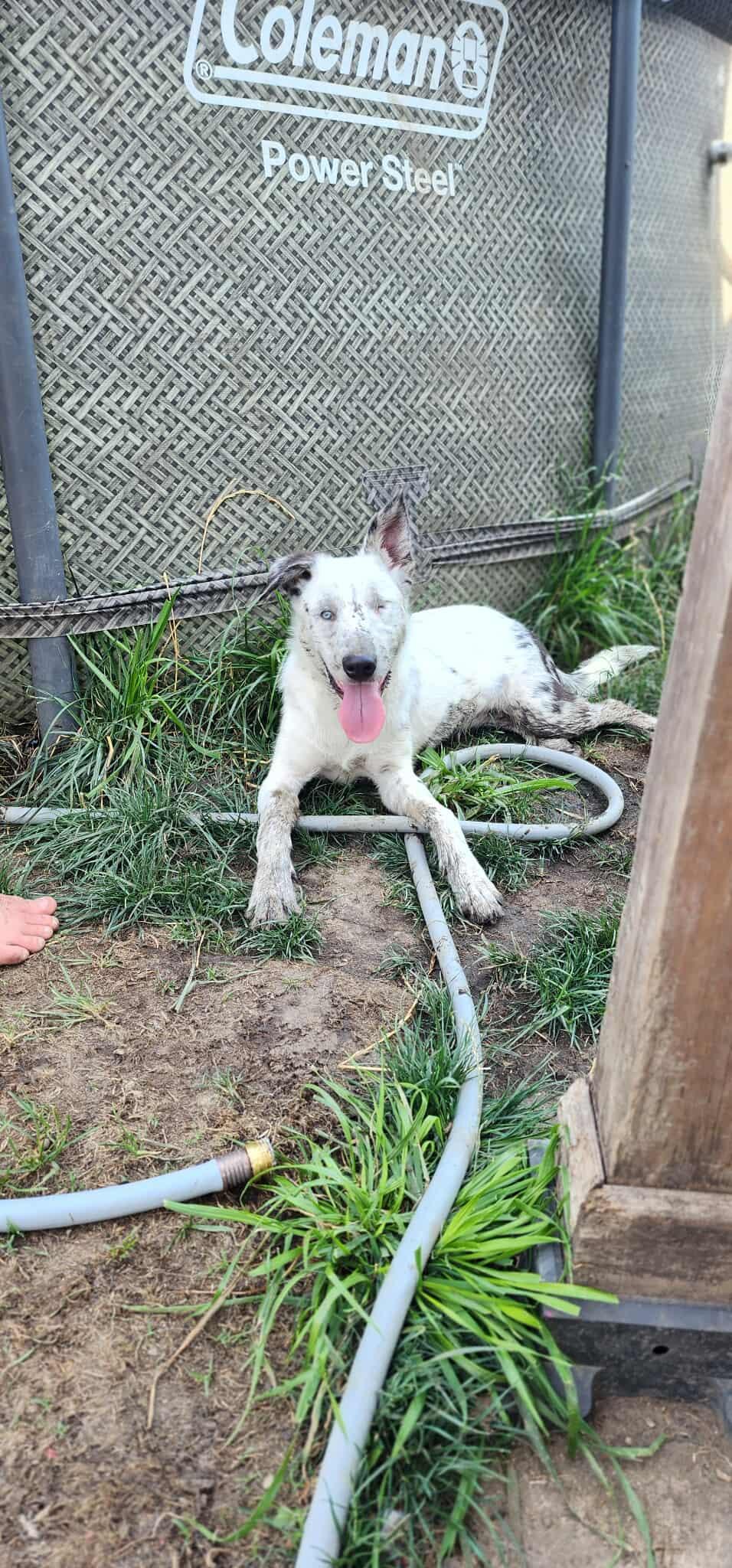 Capitan, a Adoptable Border Collie in hinckley, IL image 1/3