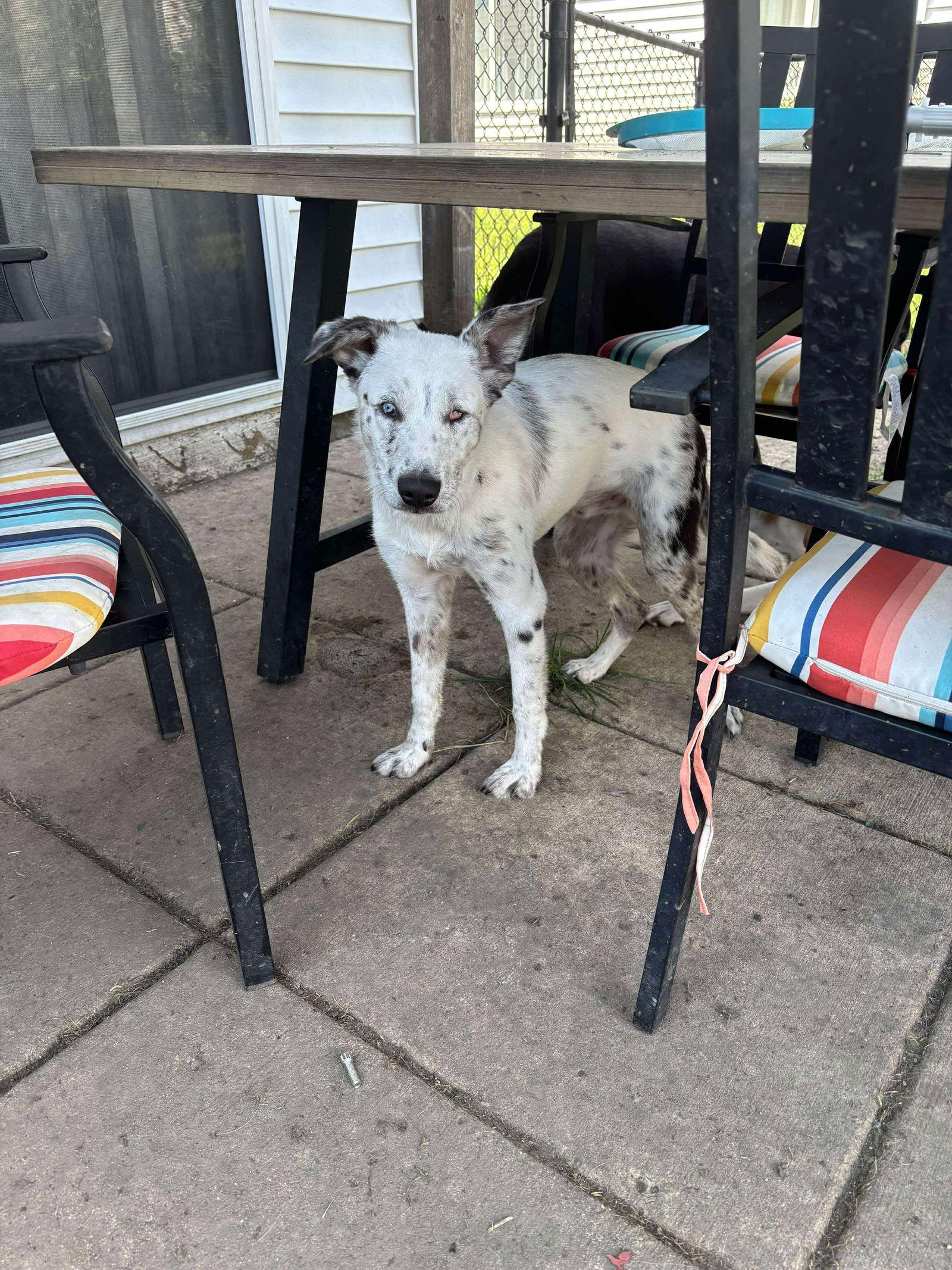 Capitan, a Adoptable Border Collie in hinckley, IL image 2/3