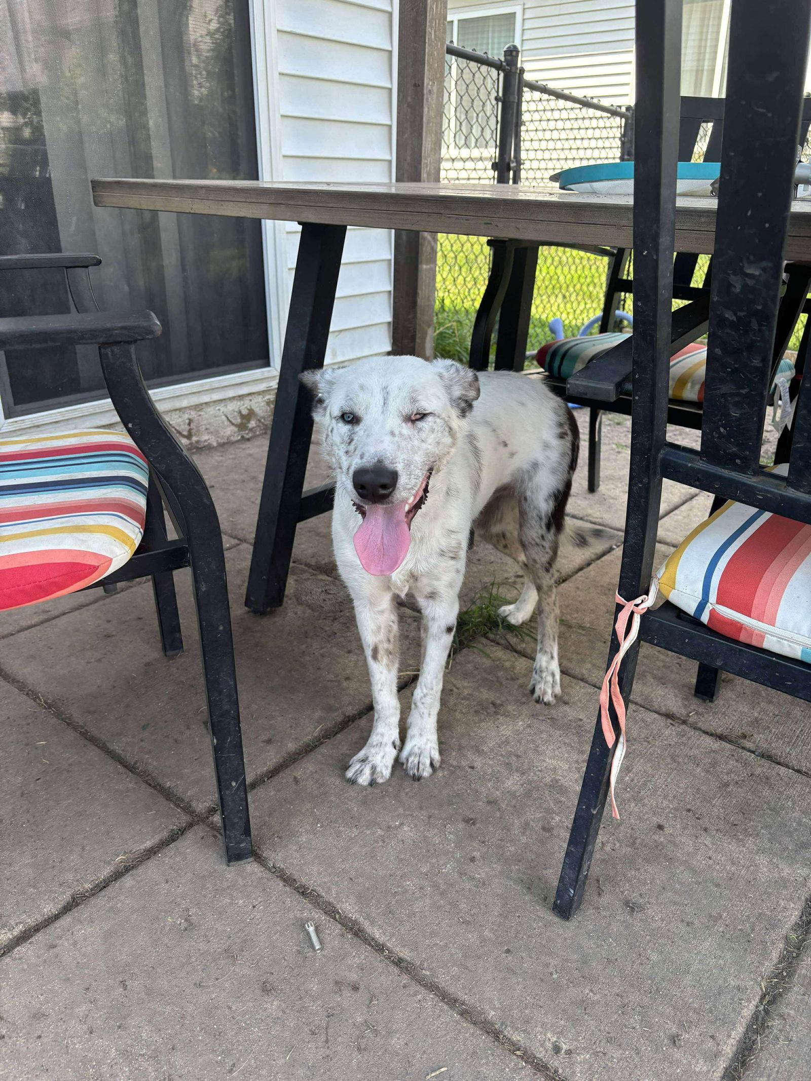 Capitan, Adoptable, Young Male Border Collie.