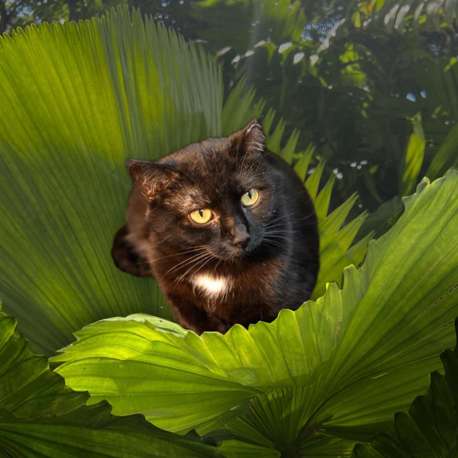 Enlarge Tara, a Adoptable Domestic Short Hair in Lapeer, MI image 6/6