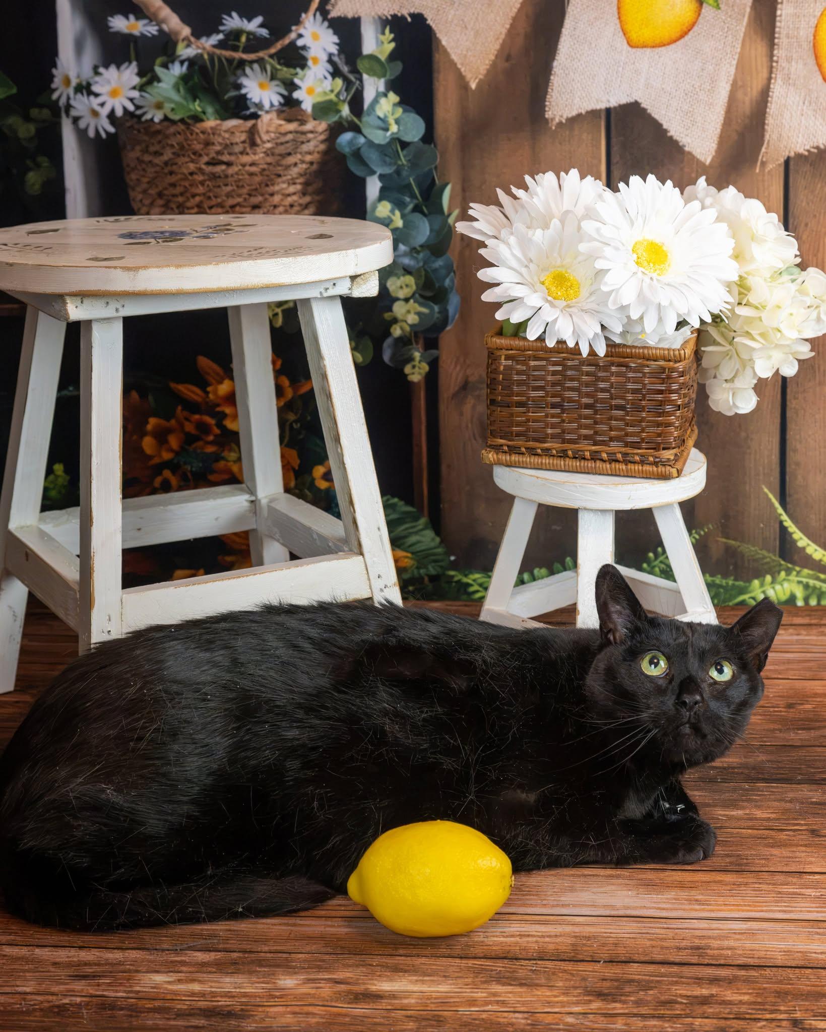 Enlarge Tara, a Adoptable Domestic Short Hair in Lapeer, MI image 1/5