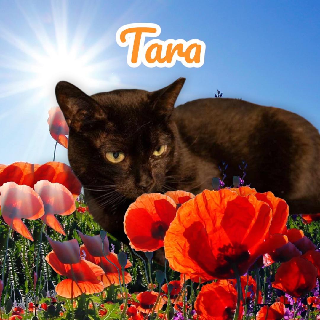 Tara