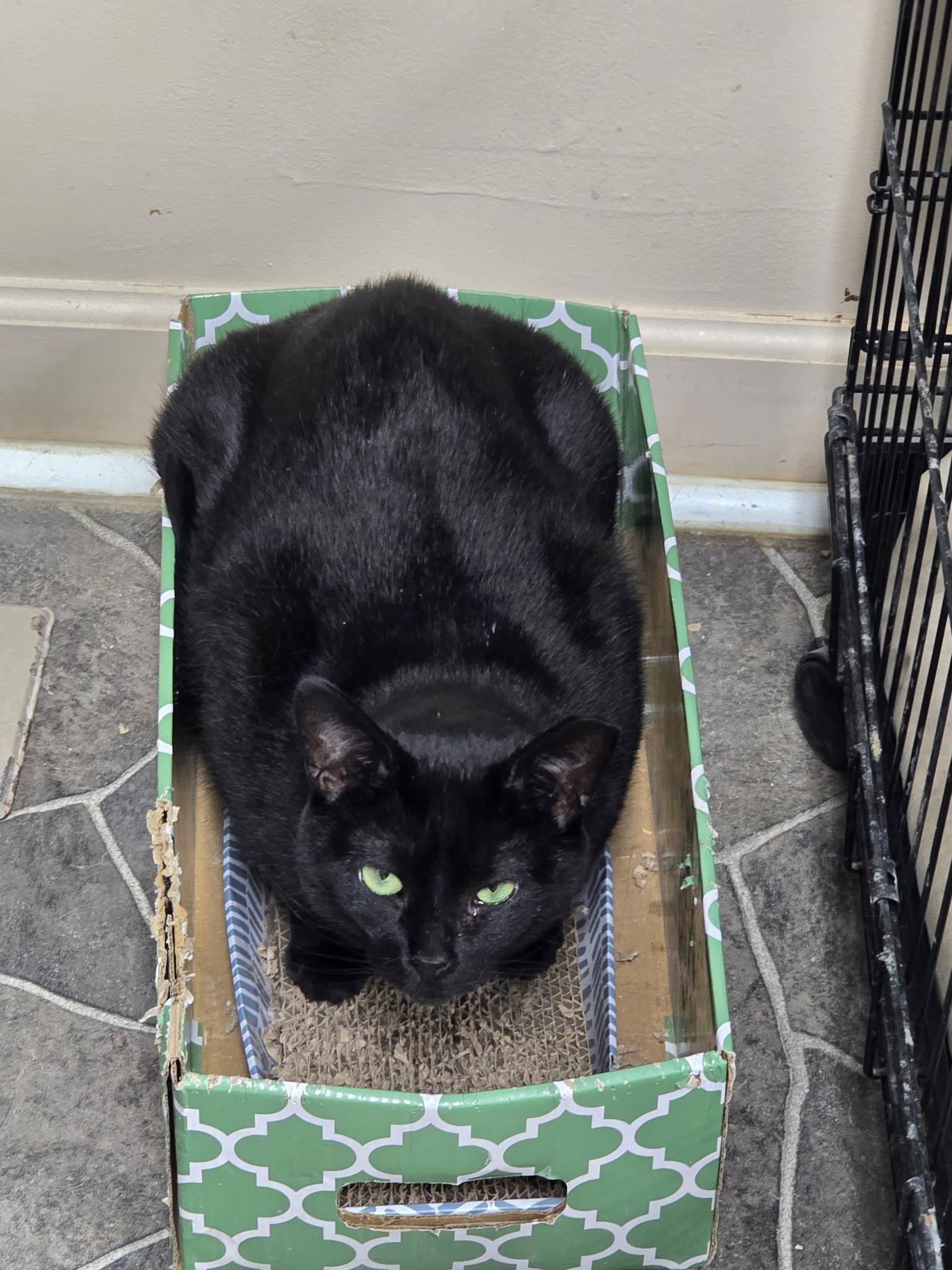 Enlarge Tara, a Adoptable Domestic Short Hair in Lapeer, MI image 5/5