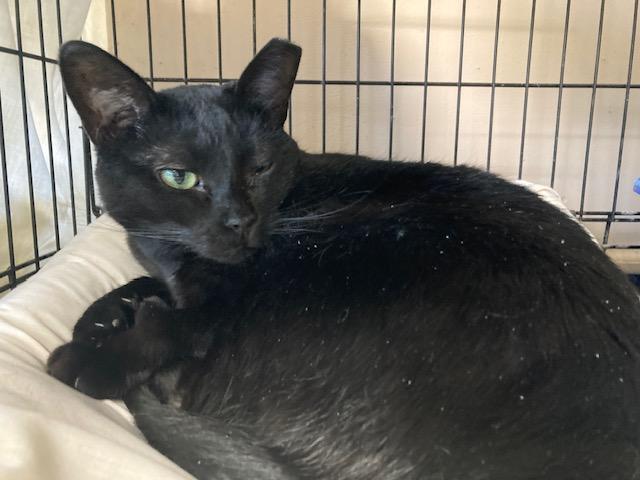 Enlarge Tara, a Adoptable Domestic Short Hair in Lapeer, MI image 1/6