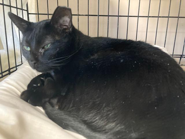 Enlarge Tara, a Adoptable Domestic Short Hair in Lapeer, MI image 4/6