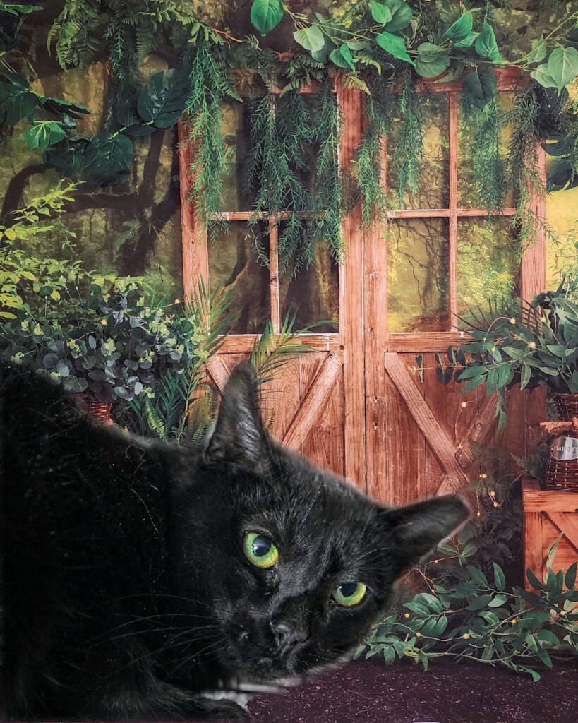 Tara, Adoptable, Adult Female Domestic Short Hair.