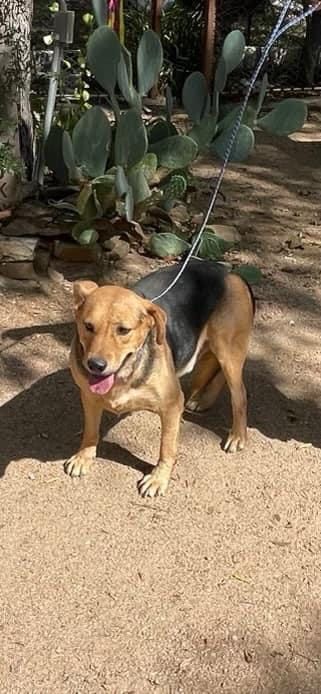 Enlarge Brownie, a Adoptable Beagle in Denison, TX image 1/2