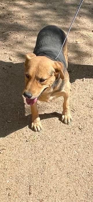 Enlarge Brownie, a Adoptable Beagle in Denison, TX image 2/2