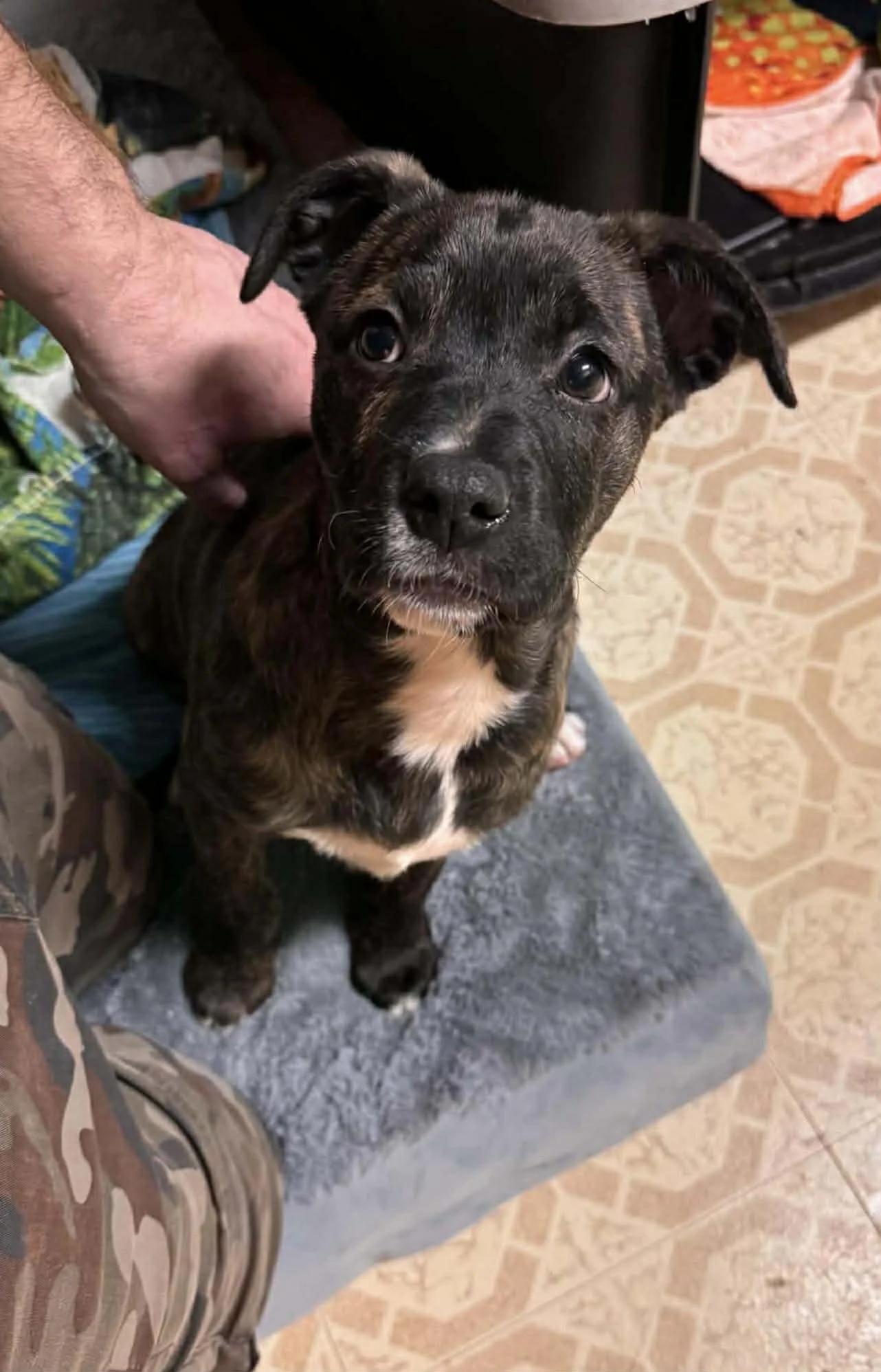 Enlarge Heady, an adopted mixed breed in Abbotsford, BC image 2/2