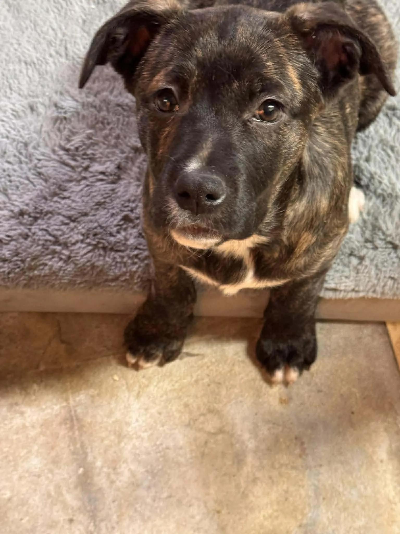 Enlarge Heady, an adopted mixed breed in Abbotsford, BC image 1/2