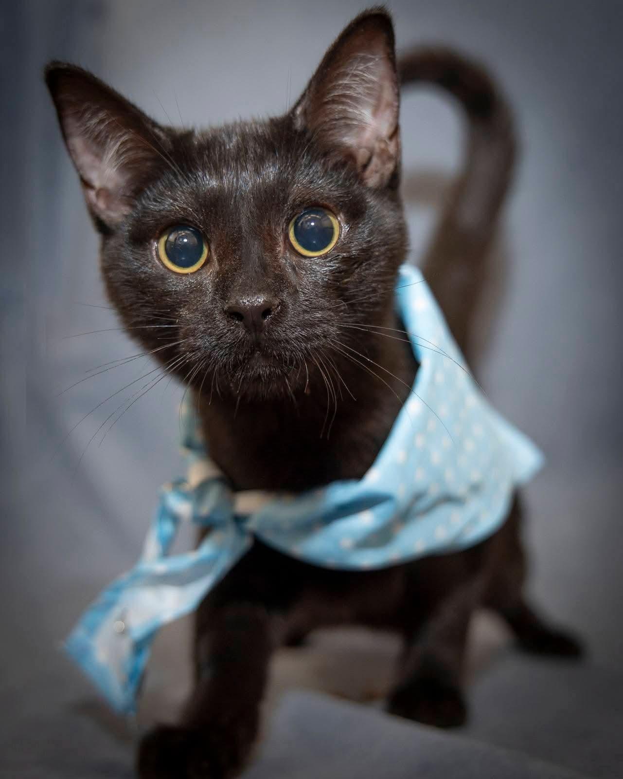 Joey, Adoptable, Kitten Male Bombay.